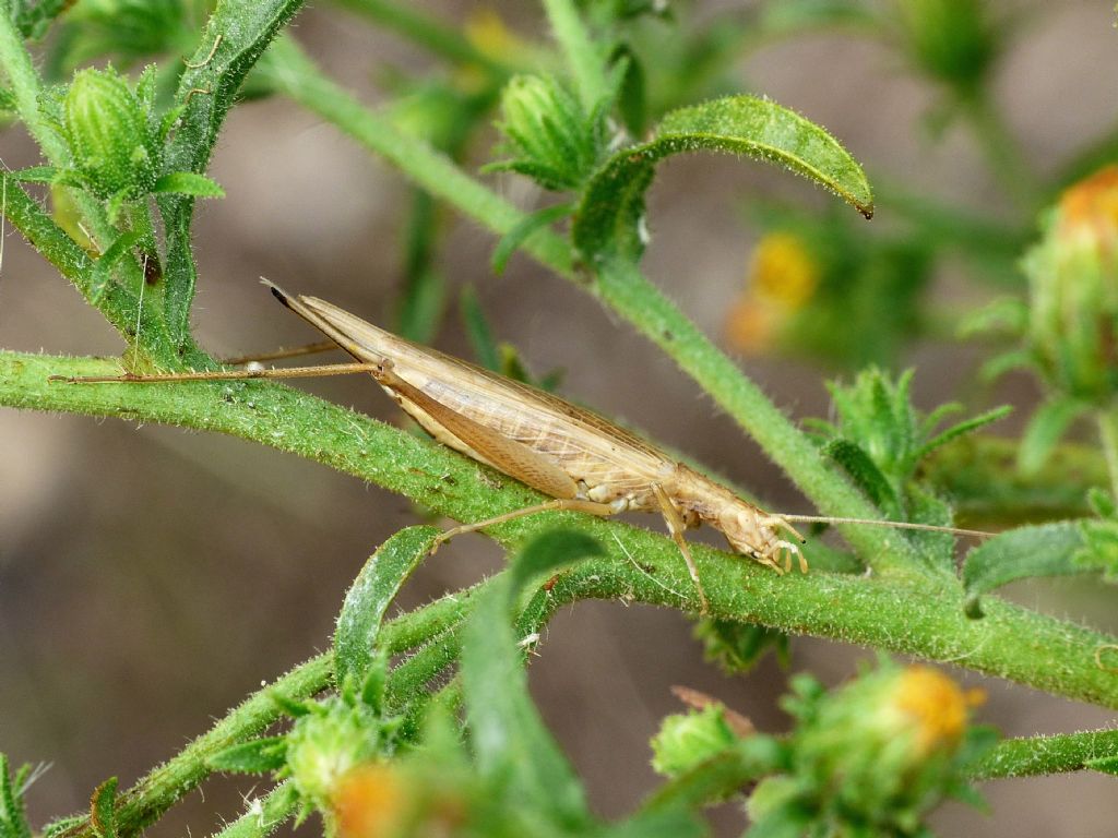 Femmina di Oecanthus pellucens?